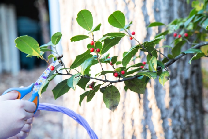 cutting holly leaves for ice wreath