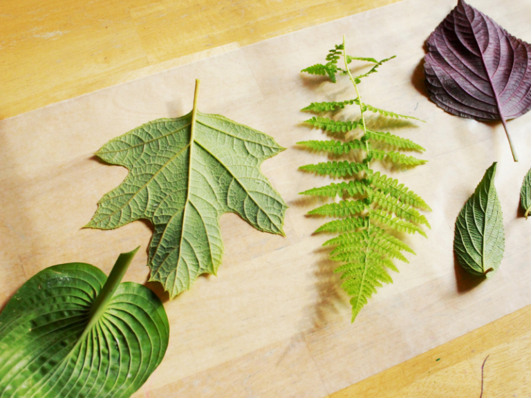 leaves on wax paper