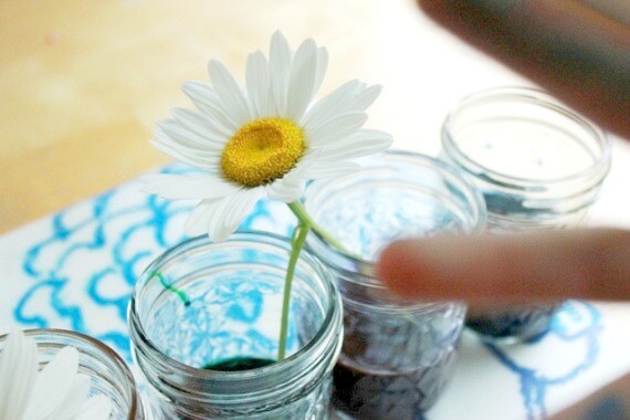 A flower's stem split in half and dipped in two different liquid colors