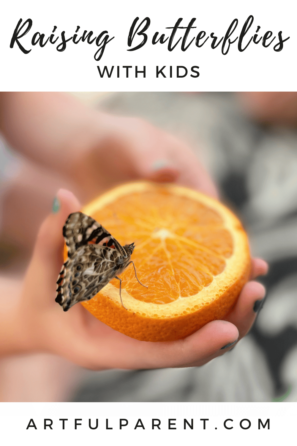 butterflies pinterest