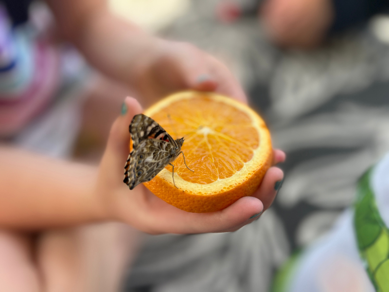 butterfly on orange slice