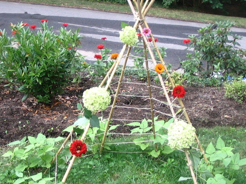 bean pole trellis